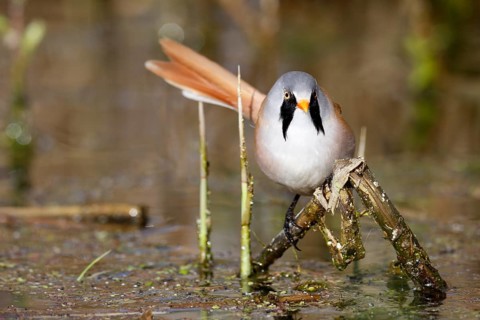 Bearded Reedling (Panurus biarmicus) male foraging in reedbed, Mecklenburg-Western, Pomerania,