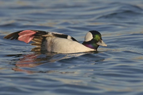 Bufflehead (Bucephala albeola) male, California, USA, North America