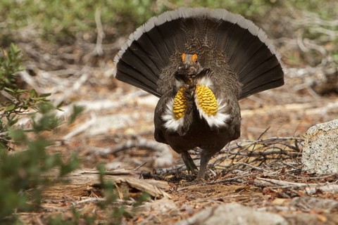 Sooty Grouse (Dendragapus fuliginosus) male, California, USA, North America