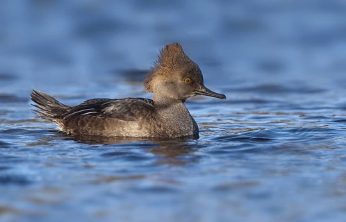 Hooded Merganser (Lophodytes cucullatus) female, British Columbia, Canada, North America