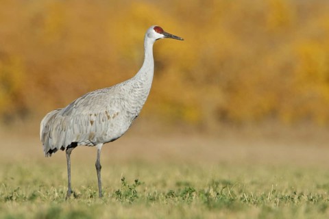 Sandhill Crane (Antigone canadensis), New Mexico, USA, North America