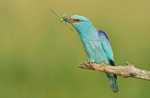 European Roller (Coracias garrulus) perched on a branch with grasshopper in beak, Hortobagy