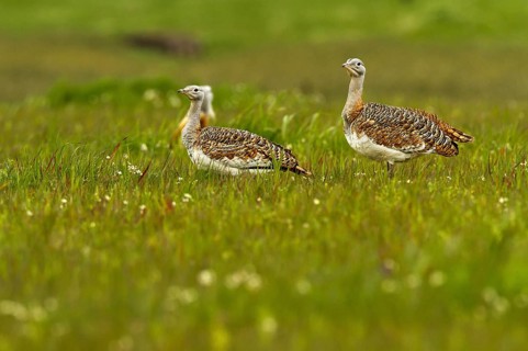 Great Bustard (Otis tarda) female, Castile-La Mancha, Spain, Europe