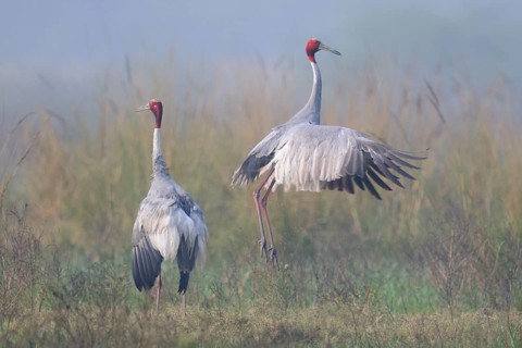 Sarus Crane (Antigone antigone), Keoladeo National Park, India, Asia