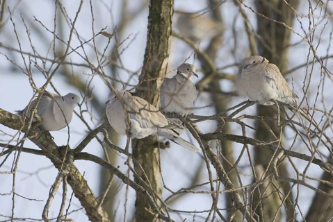 Eurasian Collared Dove (Streptopelia decaocto), Saxony, Germany, Europe