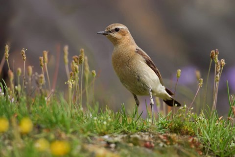 Female, adult