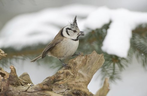 European Crested Tit (Lophophanes cristatus), Saxony, Germany, Europe