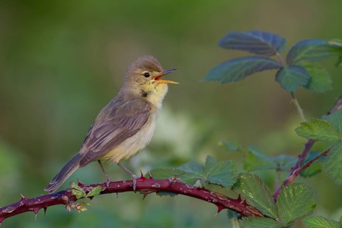 Melodious Warbler (Hippolais polyglotta) male singing, Rhineland-Palatinate, Germany, Europe