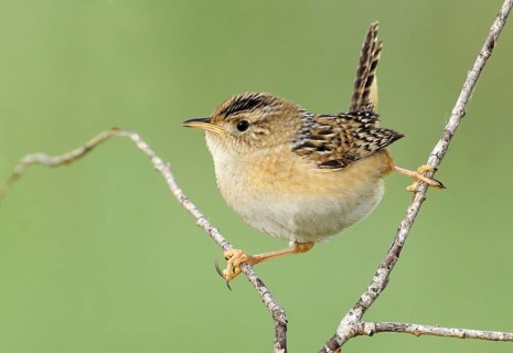 Sedge Wren (Cistothorus platensis), Alberta, Canada, North America