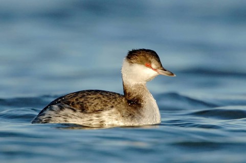 Horned Grebe (Podiceps auritus), Texas, USA, North America