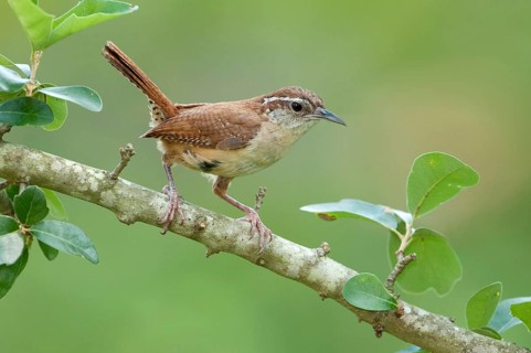 Carolina Wren (Thryothorus ludovicianus), Texas, USA, North America