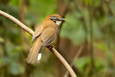 Lesser Necklaced Laughingthrush (Garrulax monileger), Yunnan, China, Asia
