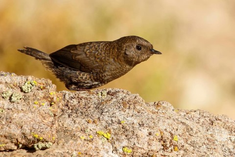 Magellanic Tapaculo (Scytalopus magellanicus) juvenile perched on a rock, Santiago Metropolitan,