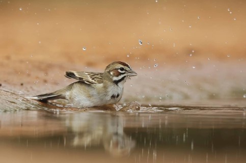 Lark Sparrow (Chondestes grammacus) bathing, Texas, USA, North America