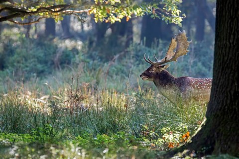 Fallow Deer (Dama dama) buck in forest, Saxony, Germany, Europe