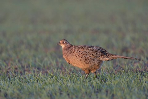 Common Pheasant (Phasianus colchicus) female on field, North Rhine-Westphalia, Germany, Europe