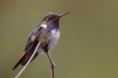 Volcano Hummingbird (Selasphorus flammula) perched on a branch in Costa Rica