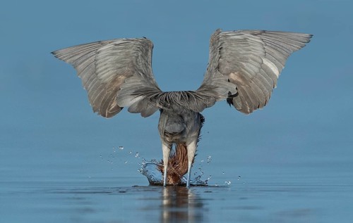 Reddish Egret (Egretta rufescens) hunting, Texas, USA, North America
