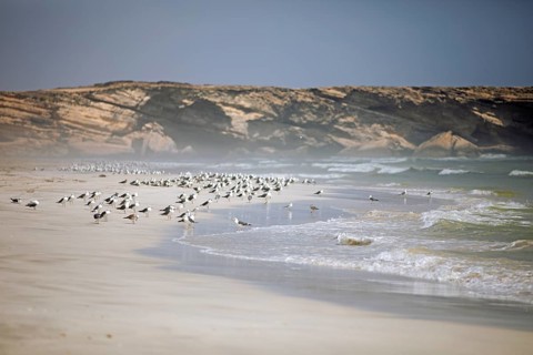 Seagulls on Taqah Beach or beach, Taqah, Dhofar Province, Oman, Asia