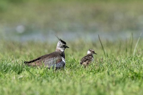 Lapwing (Vanellus vanellus) with young, Lower Saxony, Germany, Europe