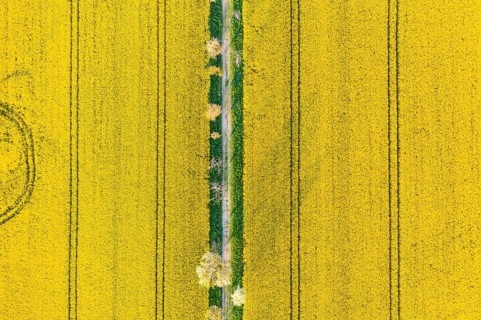 Avenue with blossoming fruit trees between rape fields, vertical aerial view in evening light,
