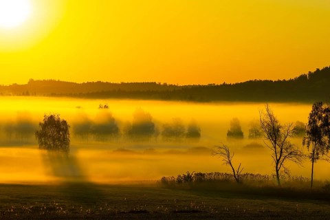 Early morning fog over the moor, birch (Betula), birch family (Betulaceae), sunrise fog, Pfrungen,