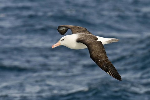 Black-browed Albatross (Thalassarche melanophris) flying, Antarctica