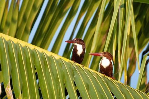Braunliestpärchen (Halcyon smyrnensis) auf einer Palme in der Lagune von Puttalam