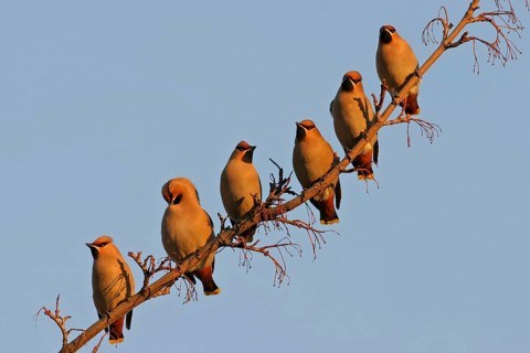 Bohemian Waxwing (Bombycilla garrulus), Rhineland-Palatinate, Germany, Europe