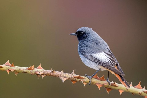 Black Redstart (Phoenicurus ochruros) male perched on a thorny branch, Aragon, Spain, Europe