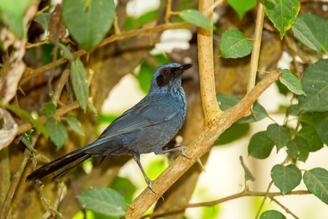 Blue Mockingbird Melanotis caerulescens El Tuito, Jalisco, Mexico 11 June Adult Mimidae