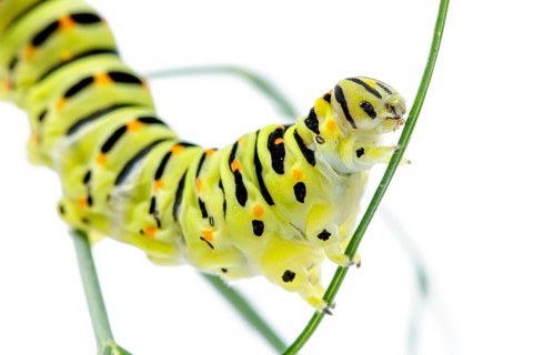 Old World Swallowtail (Papilio machaon), caterpillar on white background, Galicia, Spain, Europe