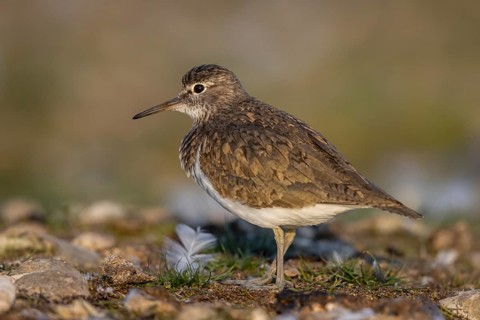 Common Sandpiper (Actitis hypoleucos), North Rhine-Westphalia, Germany, Europe