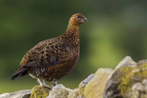 Red Grouse (Lagopus lagopus scotica), Yorkshire, United Kingdom, Europe