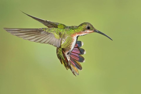 Green-breasted Mango (Anthracothorax prevostii) flying and feeding at a flower in Costa Rica