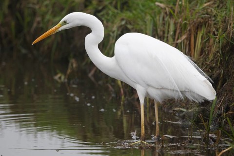 Great Egret (Ardea alba), Netherlands