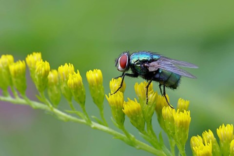 Golden fly (Lucilia caesar) on a yellow flower of the Solidago canadensis (Solidago canadensis),