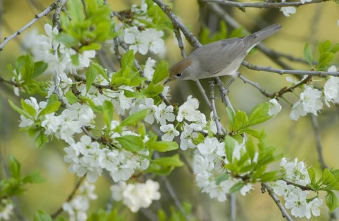 Eurasian Blackcap (Sylvia atricapilla) female, Saxony, Germany, Europe