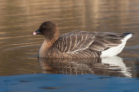 Pink-footed Goose (Anser brachyrhynchus), Schleswig-Holstein, Germany, Europe