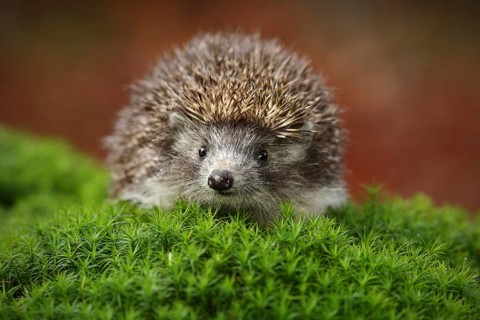 West European Hedgehog in green moss with orange background during autumn