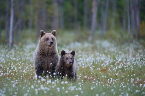Eurasian Brown Bear (Ursus arctos) mother with cub, Finland, Europe