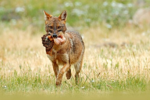 Golden jackal, Canis aureus, feeding scene with meadow, Madzharovo, Eastern Rhodopes, Bulgaria.