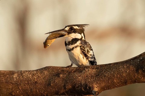 Pied Kingfisher (Ceryle rudis) with fish prey in its beak, Lake Baringo, Kenya, Africa