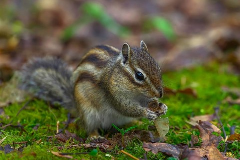 Siberian chipmunk (Eutamias sibiricus) in a forest in Tilburg Noord Brabant in the Netherlands