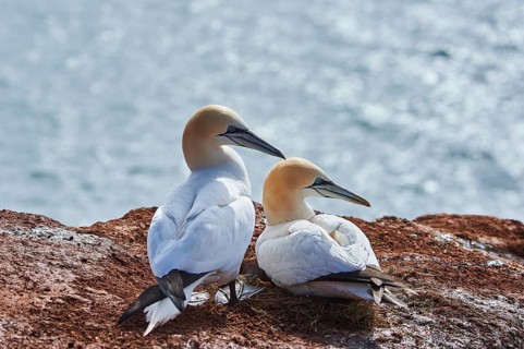 Northern gannet (Morus bassanus) couple lying on the cliff, wildlife, Helgoland, Germany, Europe