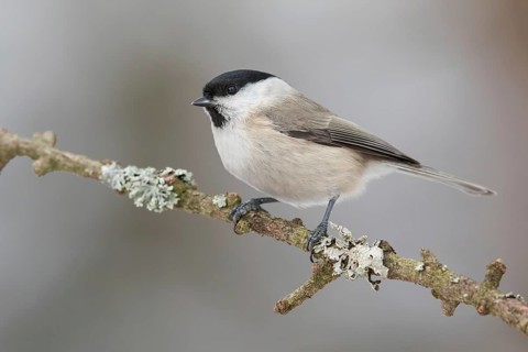 Marsh Tit (Poecile palustris) perched on a branch, Poland, Europe