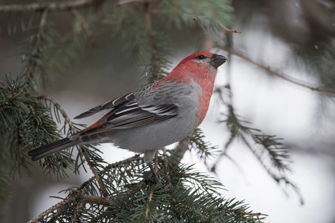 Pine Grosbeak (Pinicola enucleator) male perched on a branch, Wyoming, USA, North America