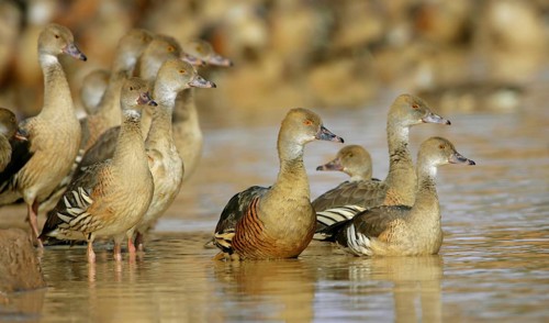 Plumed Whistling Duck (Dendrocygna eytoni), Australia, Oceania