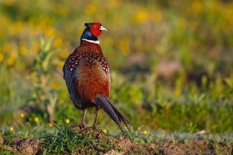 Common Pheasant (Phasianus colchicus) male, North Rhine-Westphalia, Germany, Europe