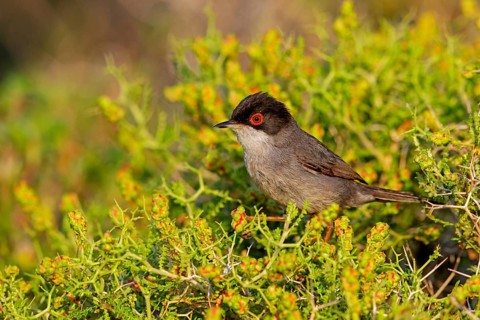 Samtkopf-Grasmücke, Samtkopfgrasmücke, Sardinian Warbler, Sylvia melanocephala, Fauvette